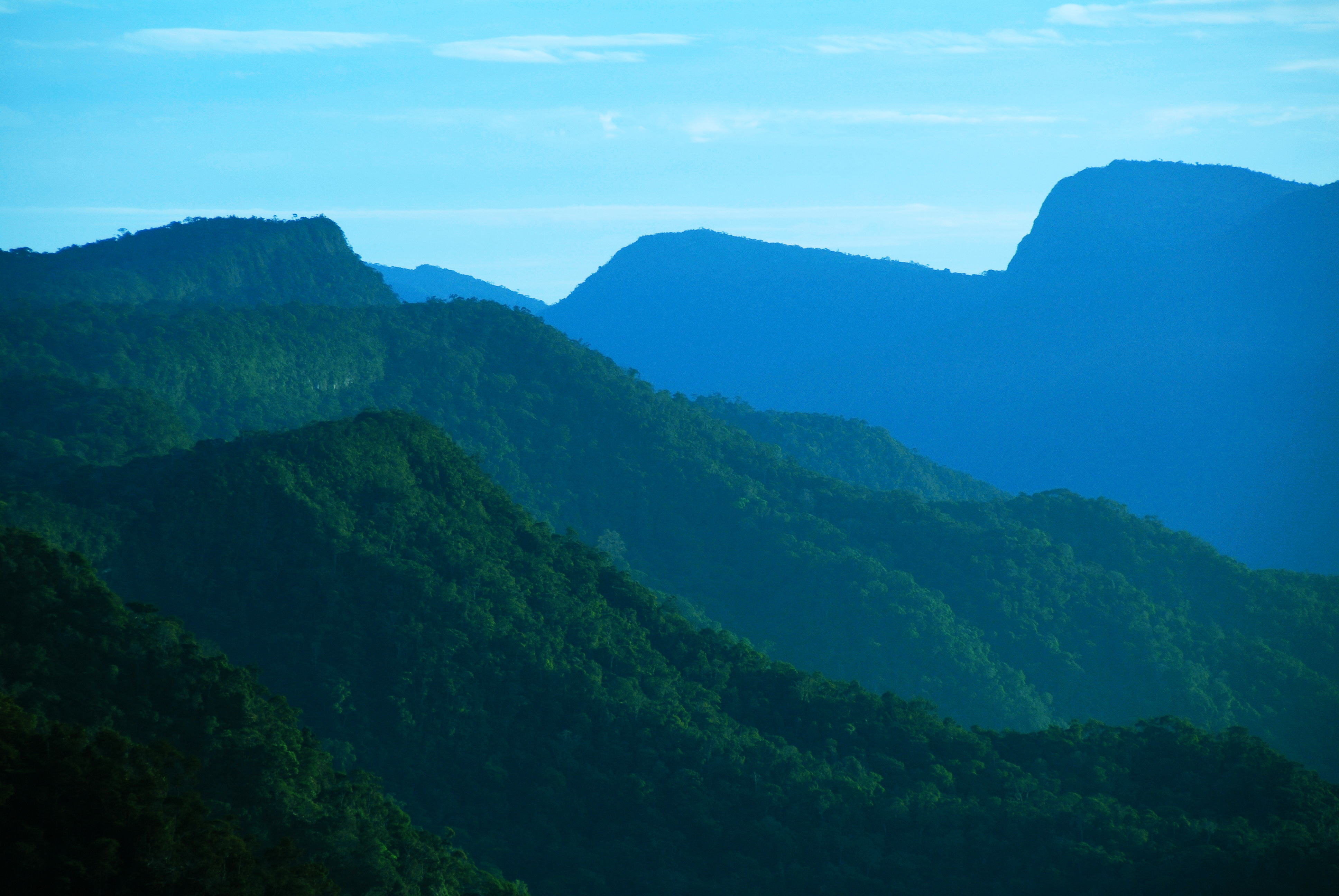El Parque Nacional Cordillera Azul es un verdadero paraíso terrenal donde la diversidad de flora y fauna aún se mantiene casi intacta.